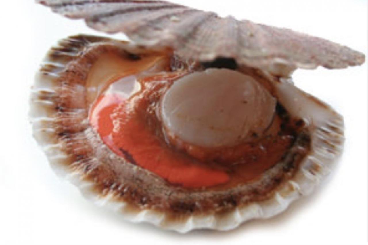 Coquilles met chorizo