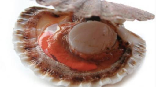 coquille met chorizo